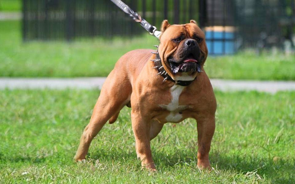 American Bandogge Mastiff Image
