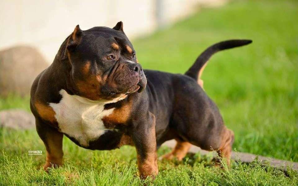 American Bully Image