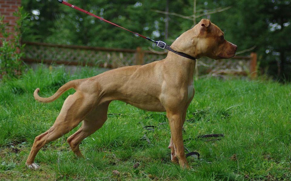 American Pit Bull Terrier Image