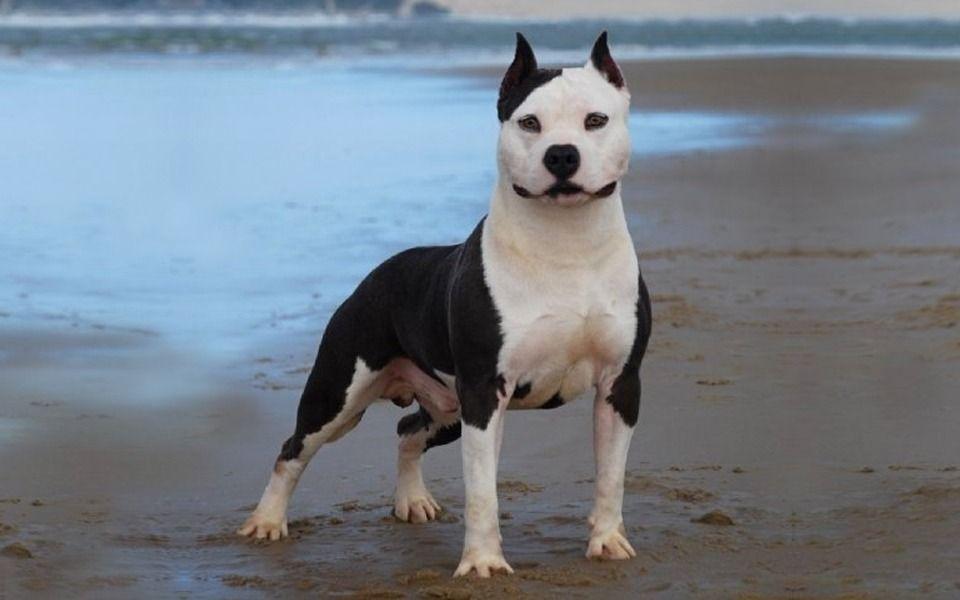 American Staffordshire Terrier Image