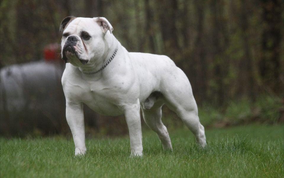 Buldogue Americano Image