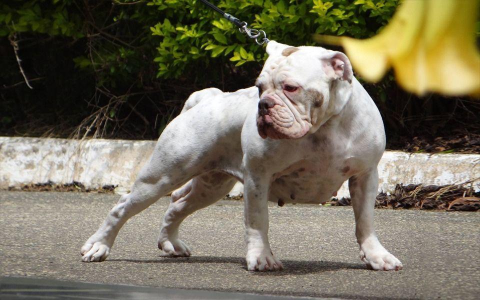 Buldogue Campeiro Image