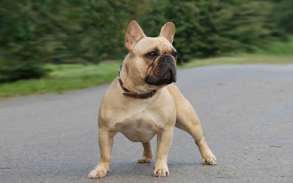 Buldogue Francês Image