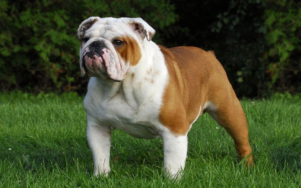 Buldogue Inglês Image