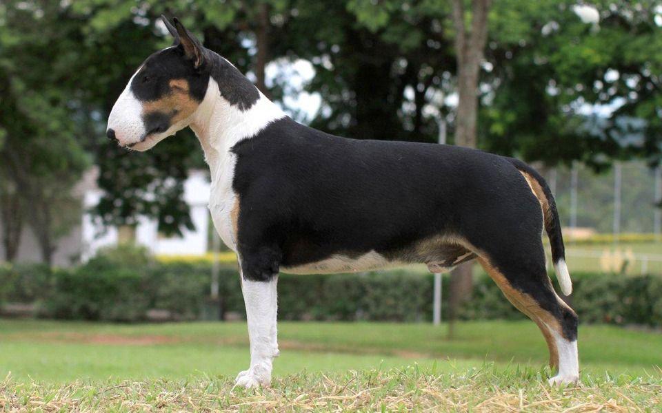 Bull Terrier Image