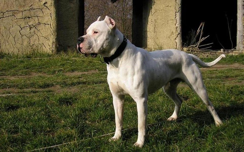 Dogo Argentino Image