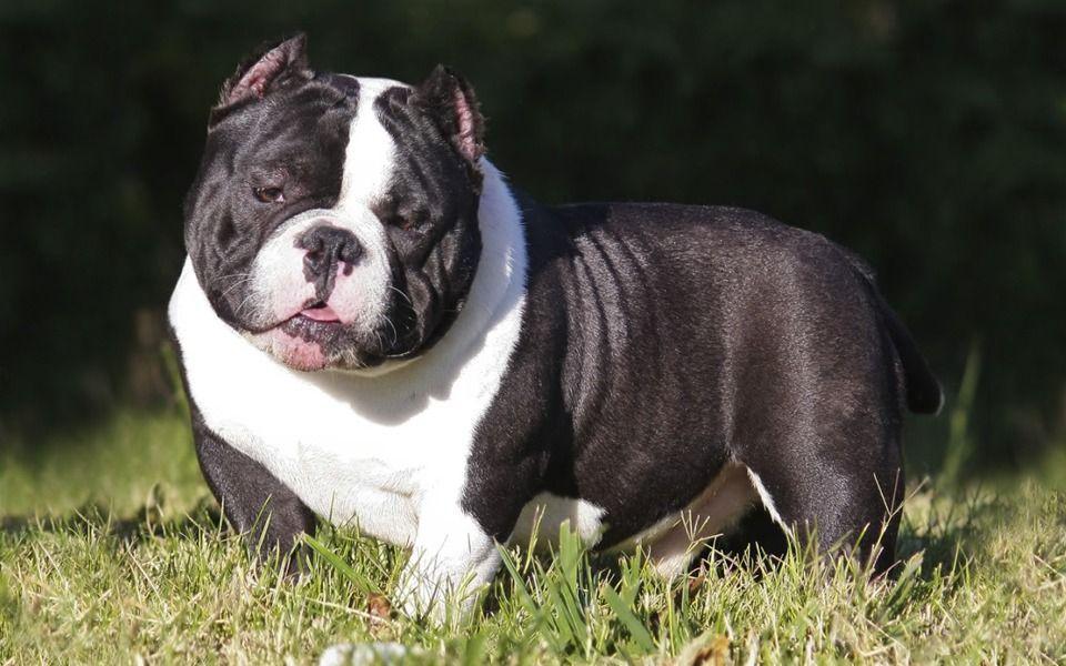 Exotic Bully Image