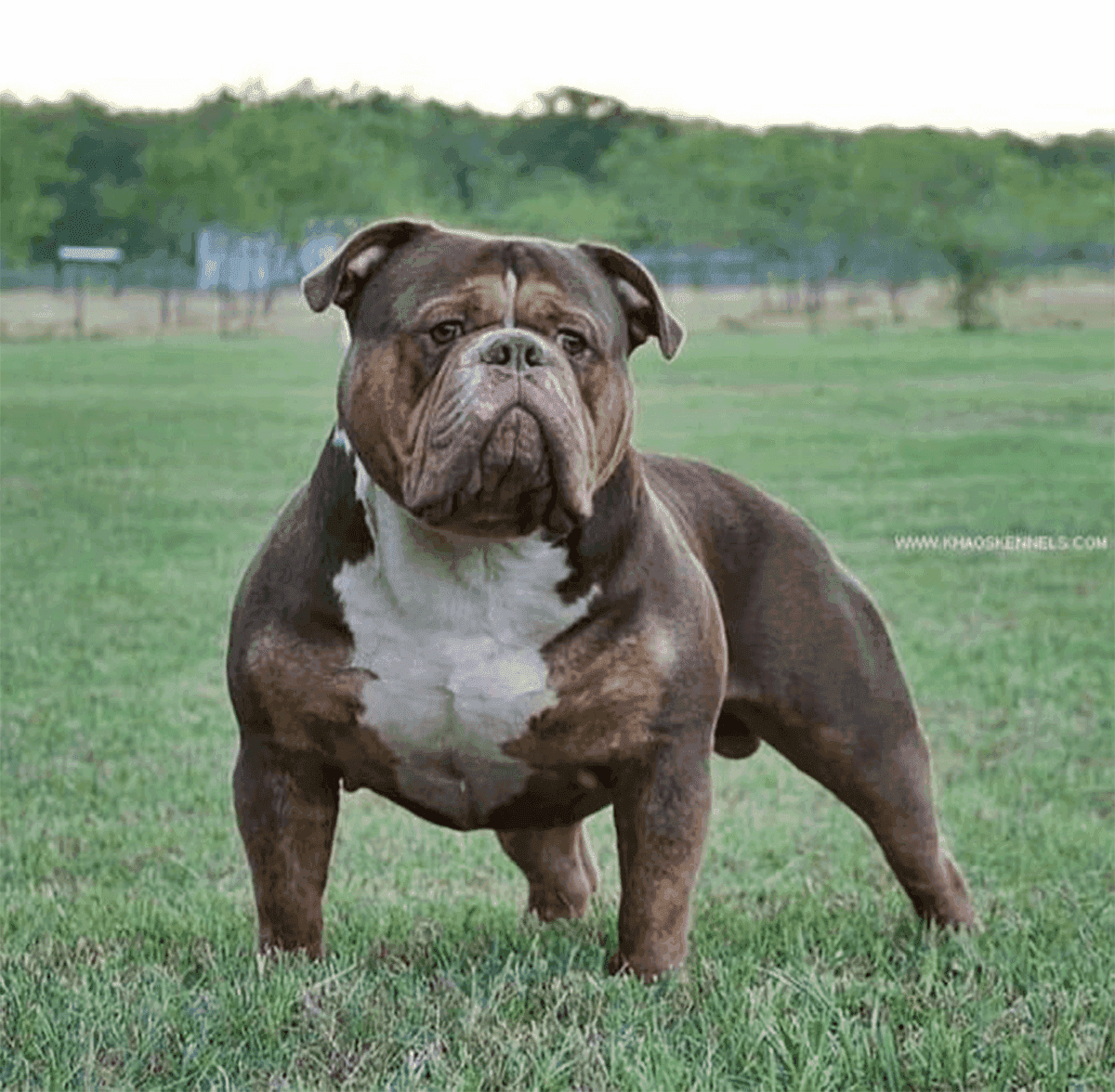 Olde English Bulldogge Image