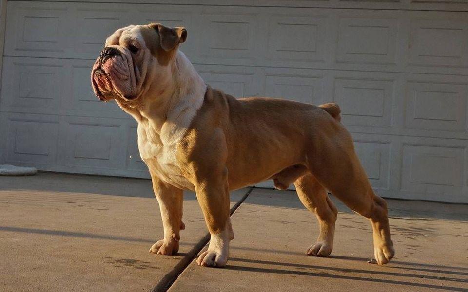 Pacific Bulldog Image