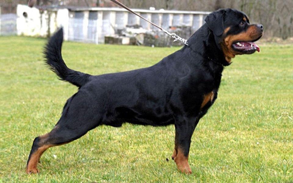 Rottweiler Image