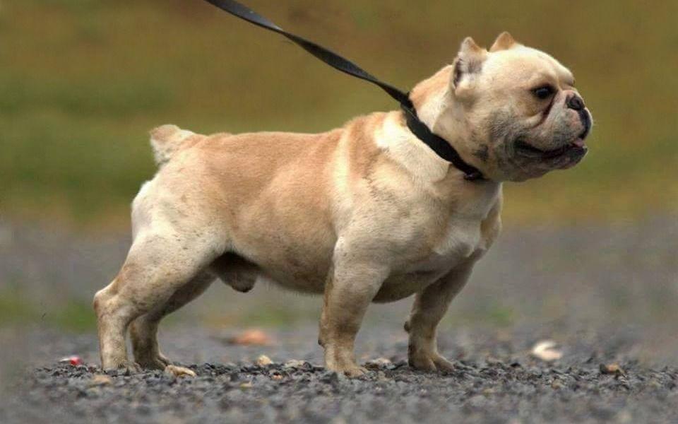 Shorty Bull Image