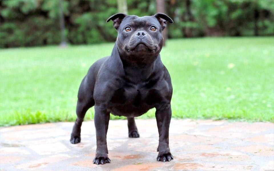 Staffordshire Bull Terrier Image
